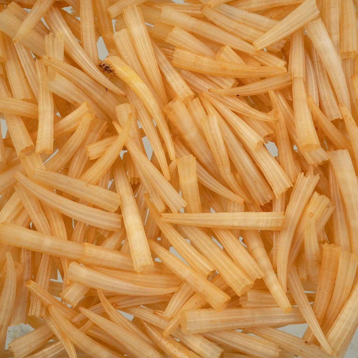 Dentalium Shell Ridged 100pcs/apx.30g 0.5in to 1in Peach Not Water Resistant Sundaylace Creations & Bling