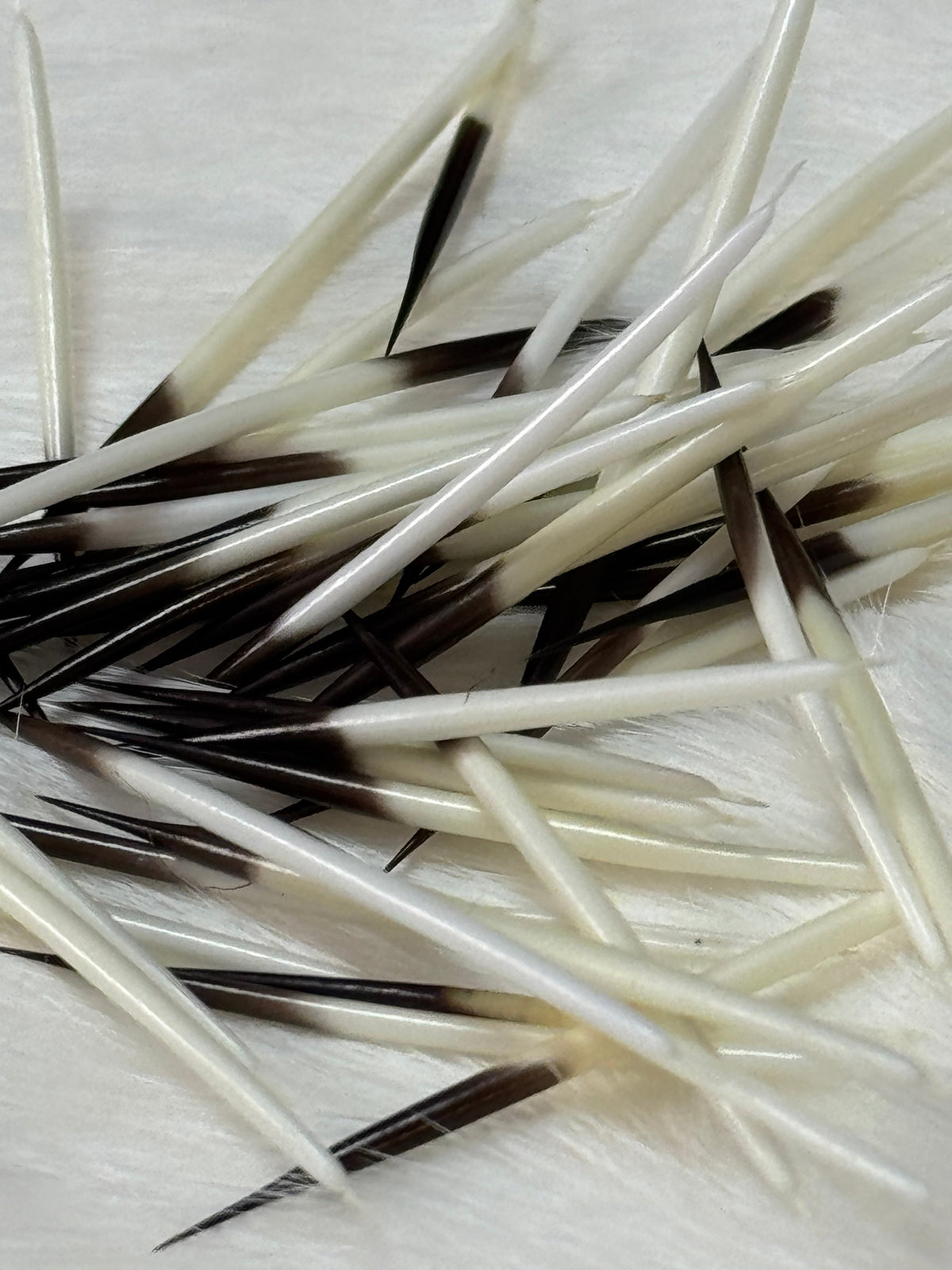 Porcupine Quills - 1g for Quillwork Beading, Basics Caribou Fur