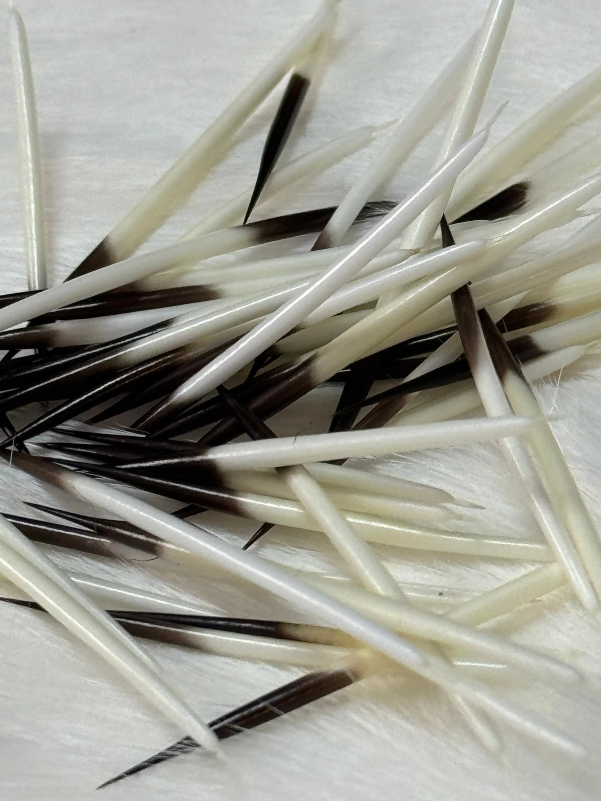 Porcupine Quills - 1g for Quillwork Beading, Basics Caribou Fur