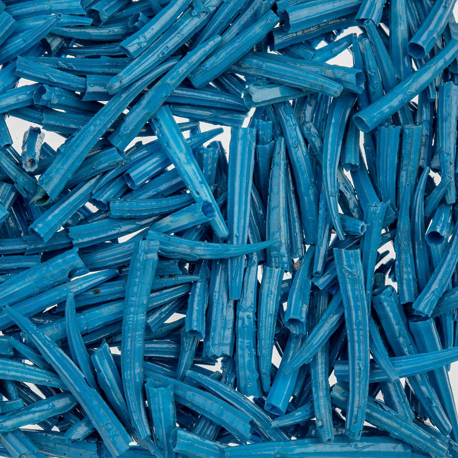 0.5 to 1 Inch Blue Oil Painted/Water Resistant Dentalium Shell RIDGED (30g) Dentalium Shell