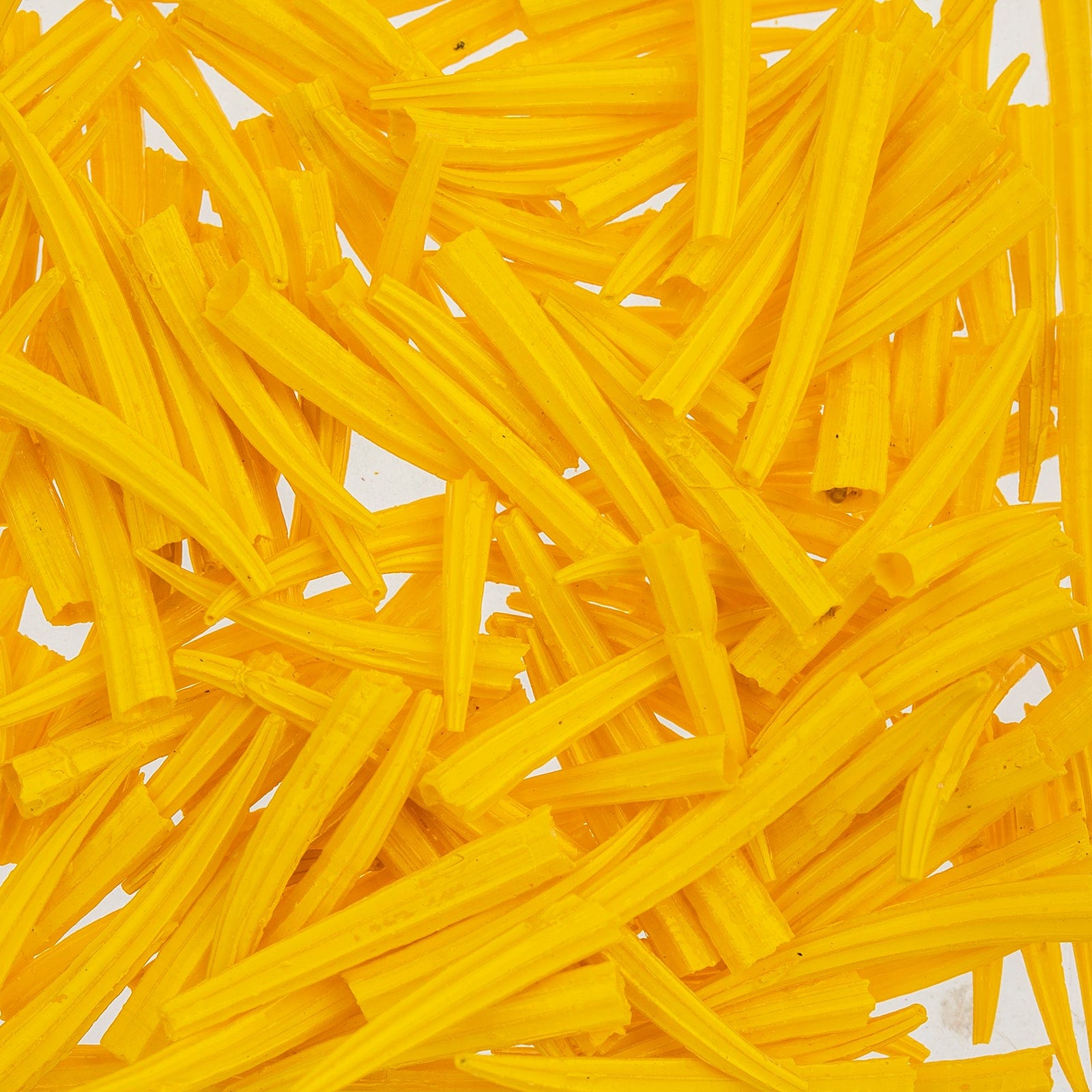 0.5 to 1 Inch Yellow Oil Painted/Water Resistant Dentalium Shell RIDGED (30g) Dentalium Shell