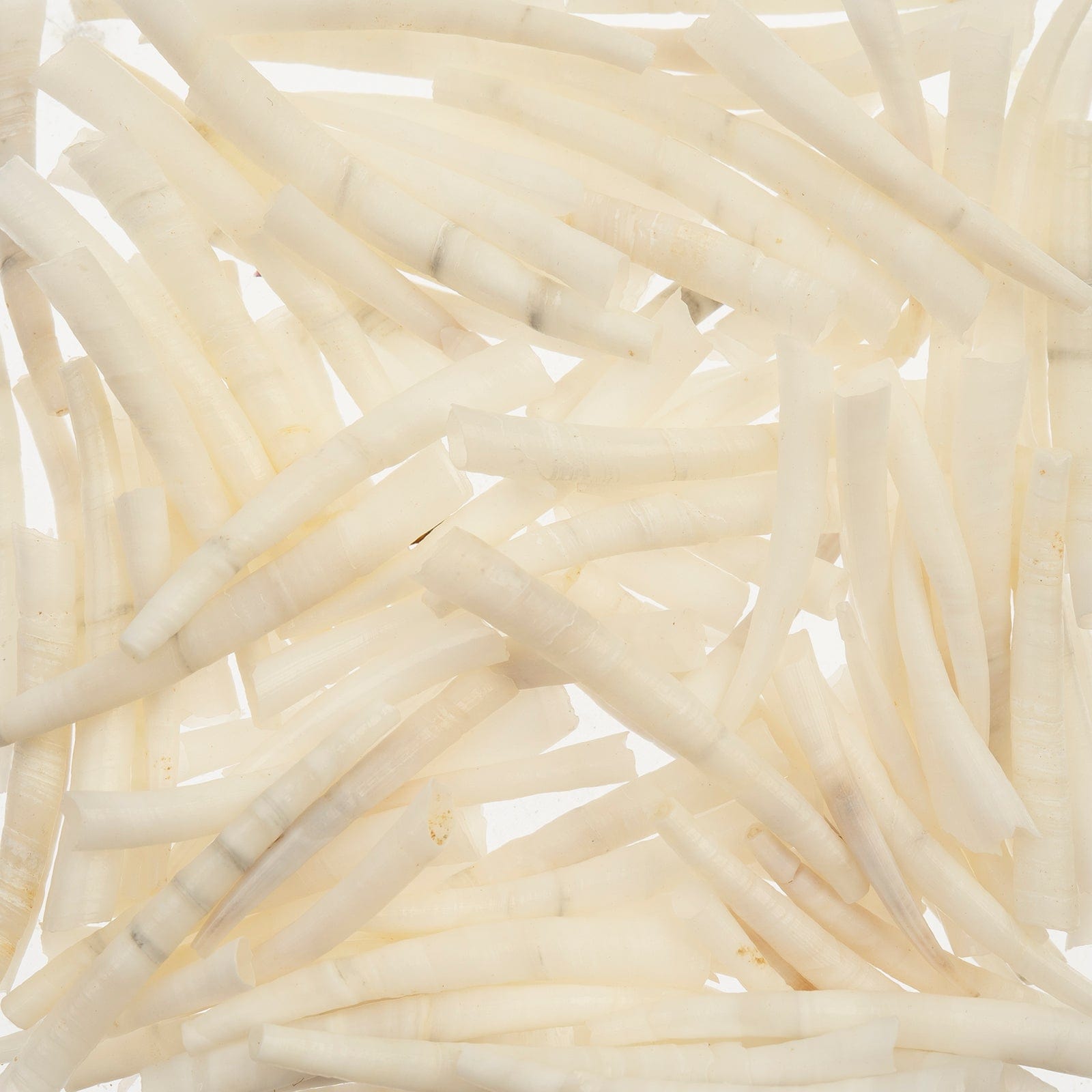 1 -1.5 Inch *White/Ivory* Natural Dentalium Shell Smooth (50g) Dentalium Shell