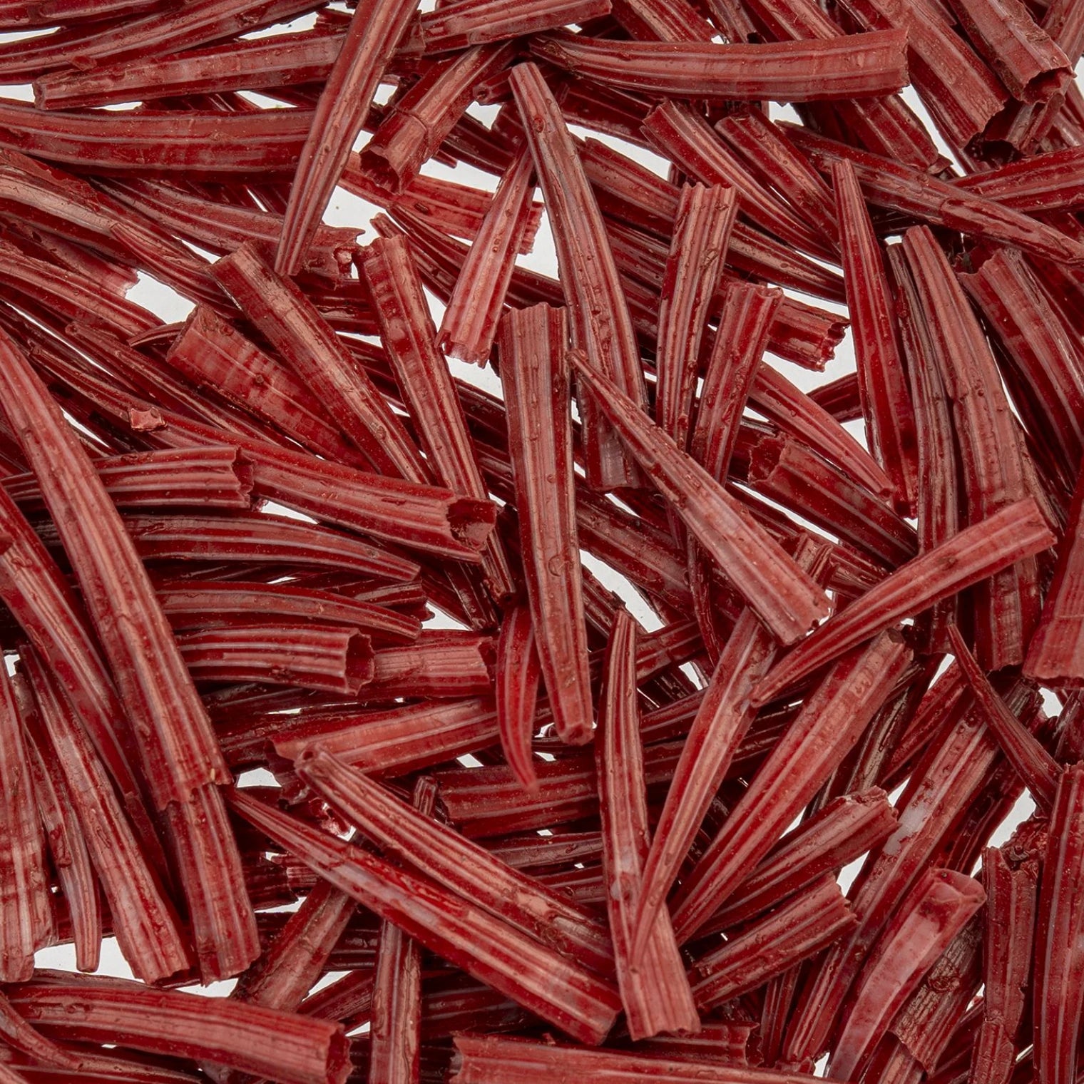 0.5 - 1 Inch Red Oil Painted/Water Resistant Dentalium Shell Ridged (25g) Sundaylace Creations & Bling