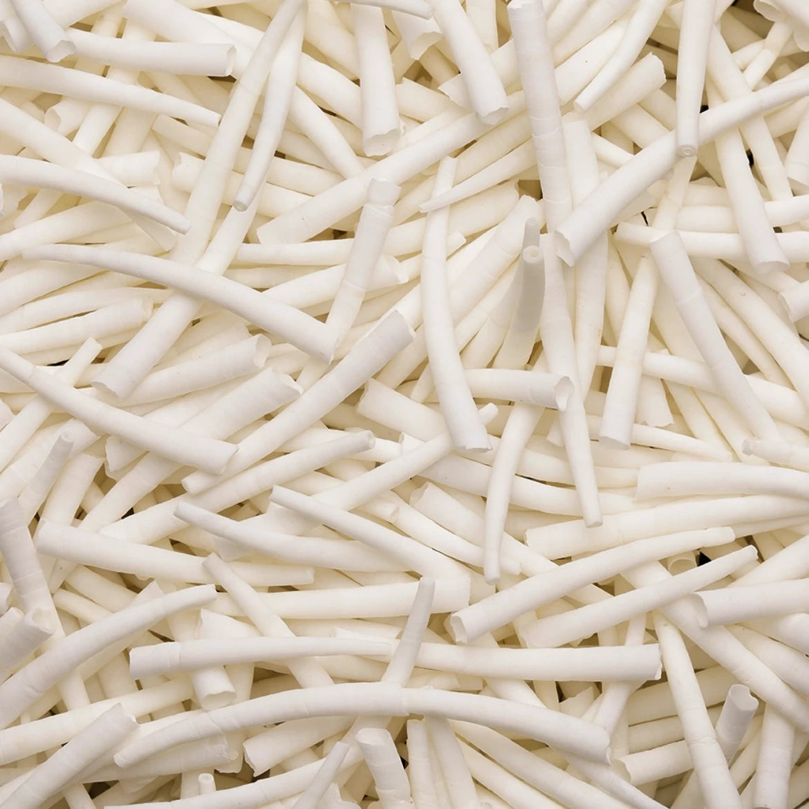 1-1.5" Inch *White/Ivory* Natural Dentalium Shell Smooth Unsorted (25 pcs) Sundaylace Creations & Bling