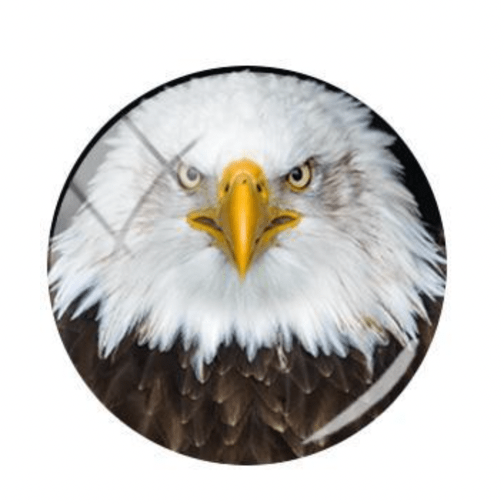 Sundaylace Creations & Bling Resin Gems 20mm Hawk/Eagle Head Bird Round Acrylic Printed, Glue on, Resin Gem