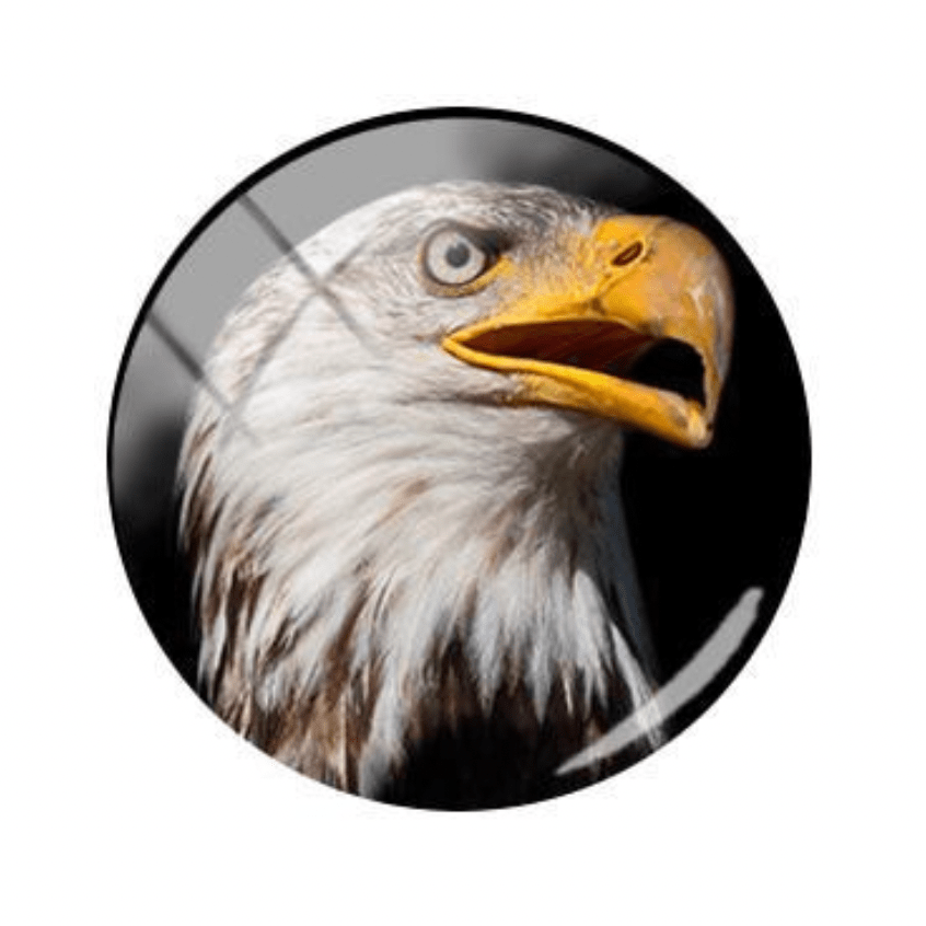 Sundaylace Creations & Bling Resin Gems 20mm Hawk/Eagle *Side* Head Bird Round Acrylic Printed, Glue on, Resin Gem